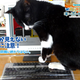 Image for article titled Protect Your Keyboard From Cats